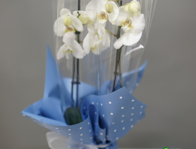 White Orchid with 2 Branches photo